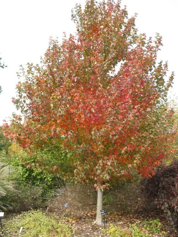 Acer rubrum ‘Sun Valley’