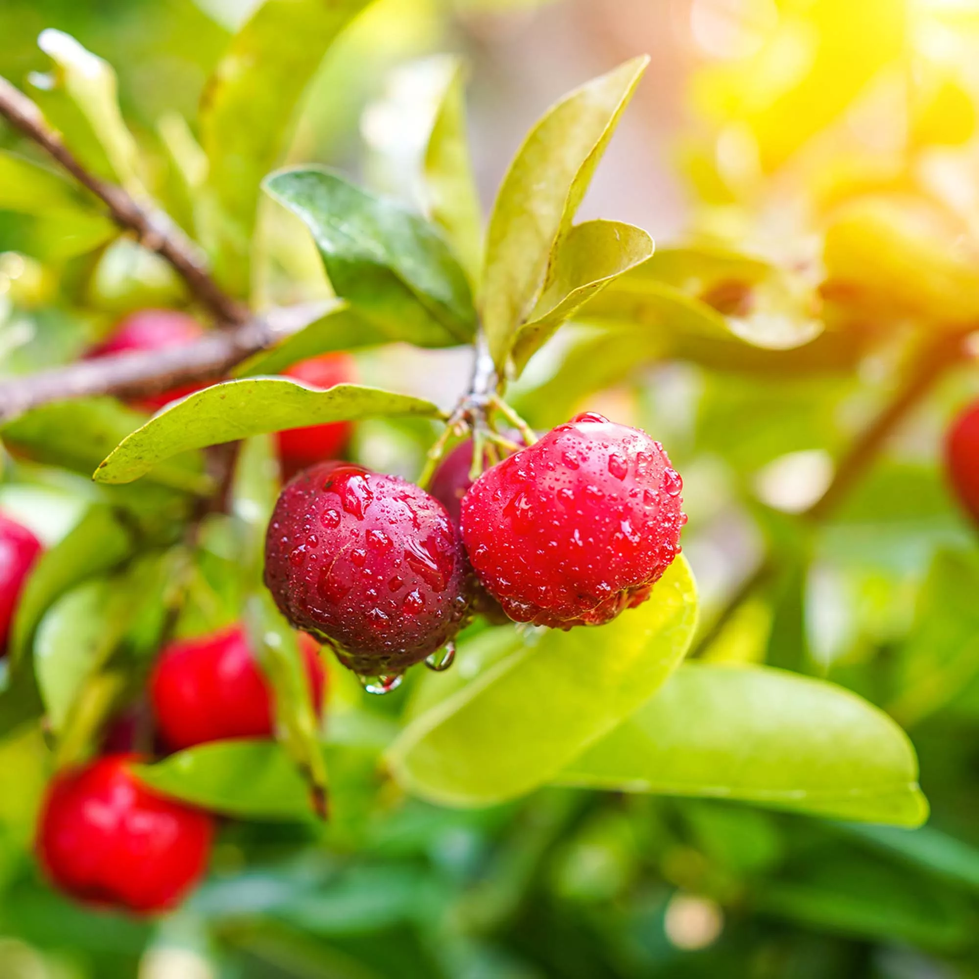 Acerola Barbados Cherry Tree – 1 Gallon / Single