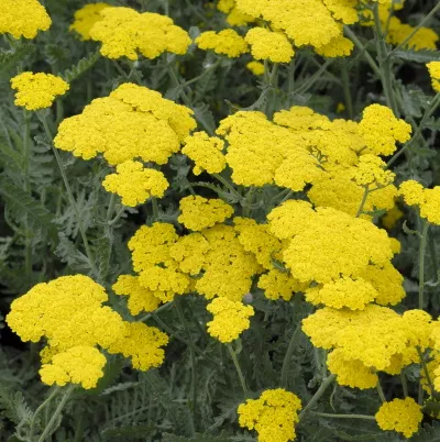 Achillea millefolium ‘Little Moonshine’