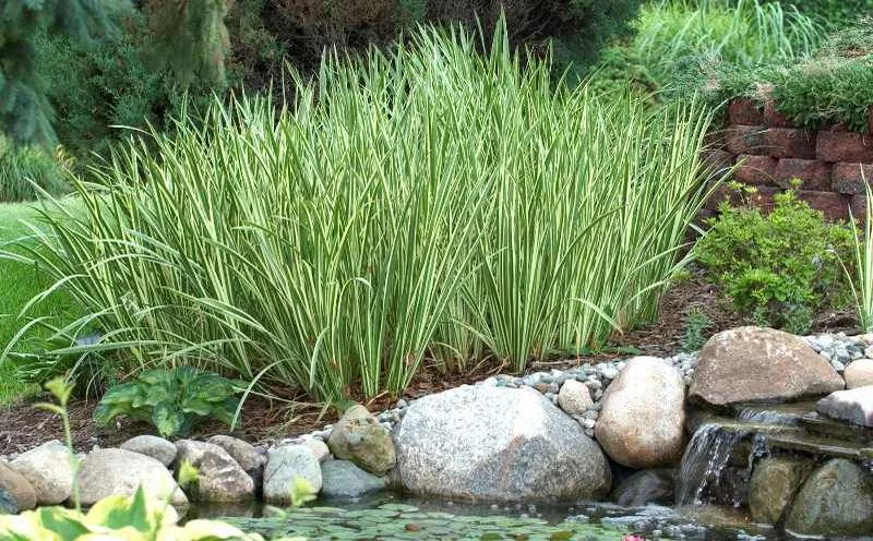 Acorus calamus’Variegatus ’
