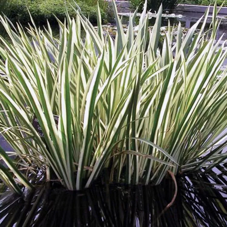 Acorus gramineus ‘Variegatus’
