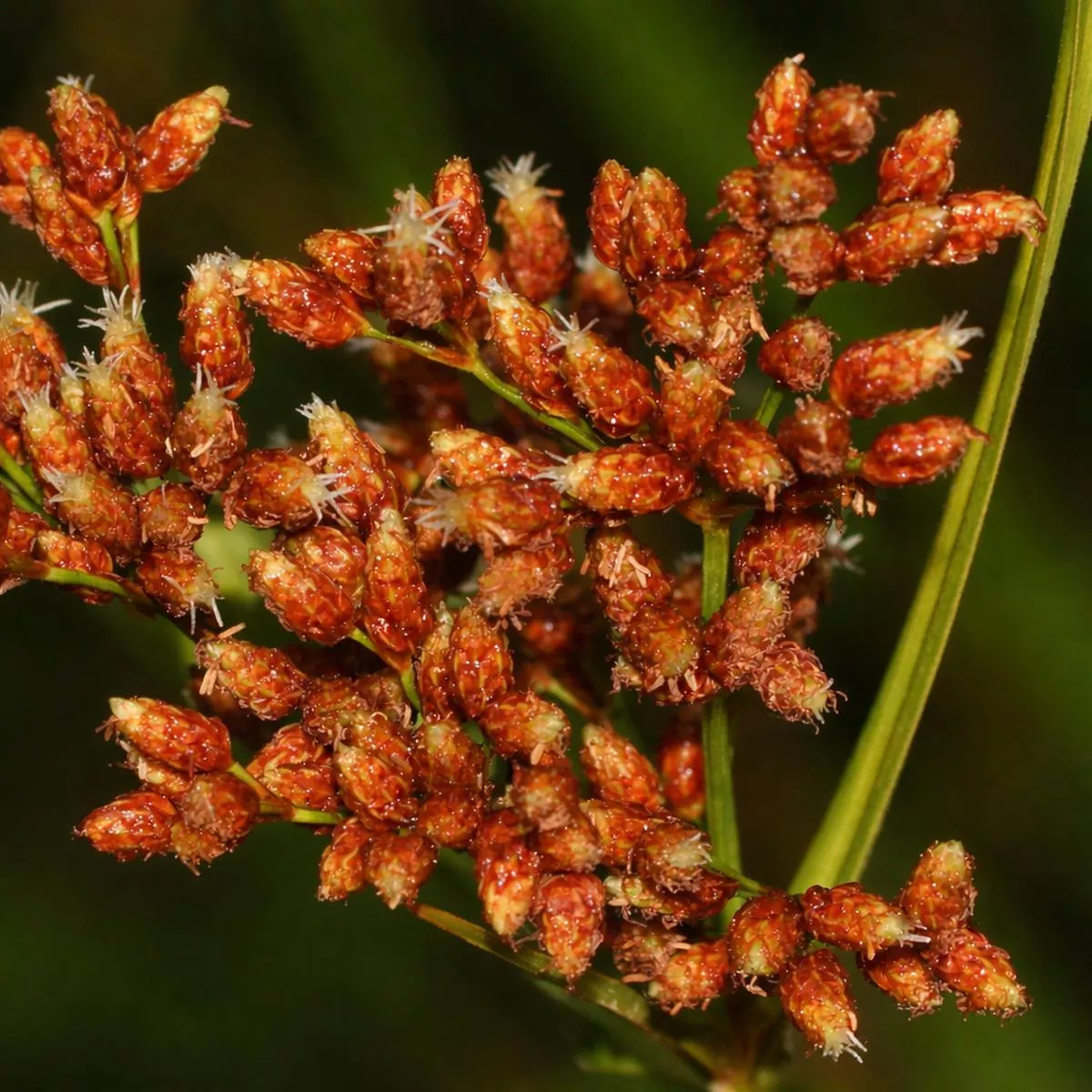 Actinoscirpus grossus SEEDS