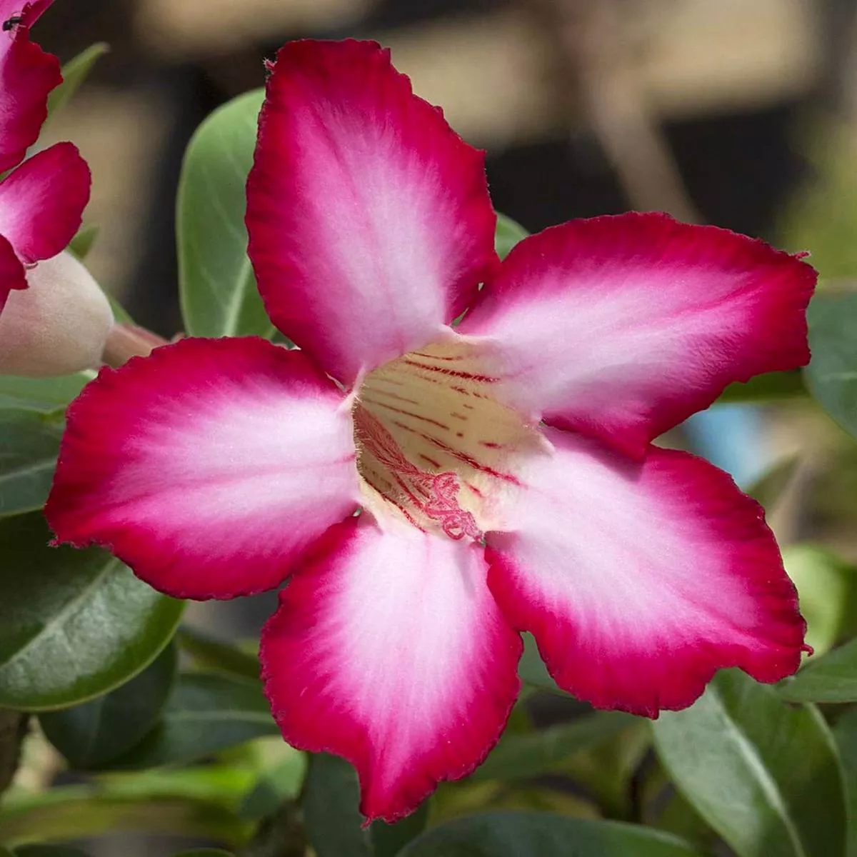 Adenium arabicum cv’Night Fork ’