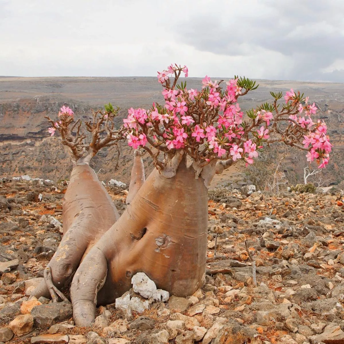 Adenium obesum SEEDS