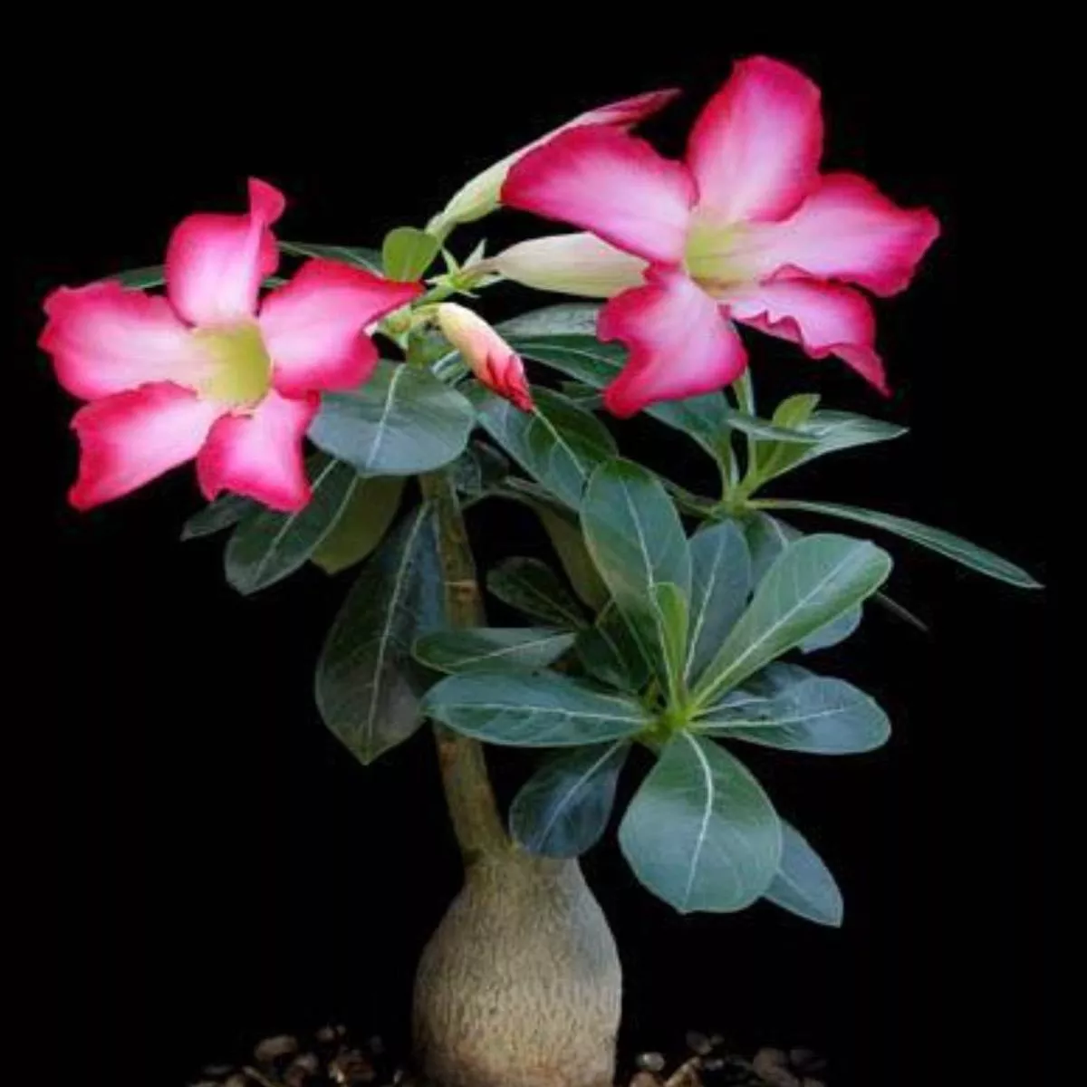 Adenium obesum