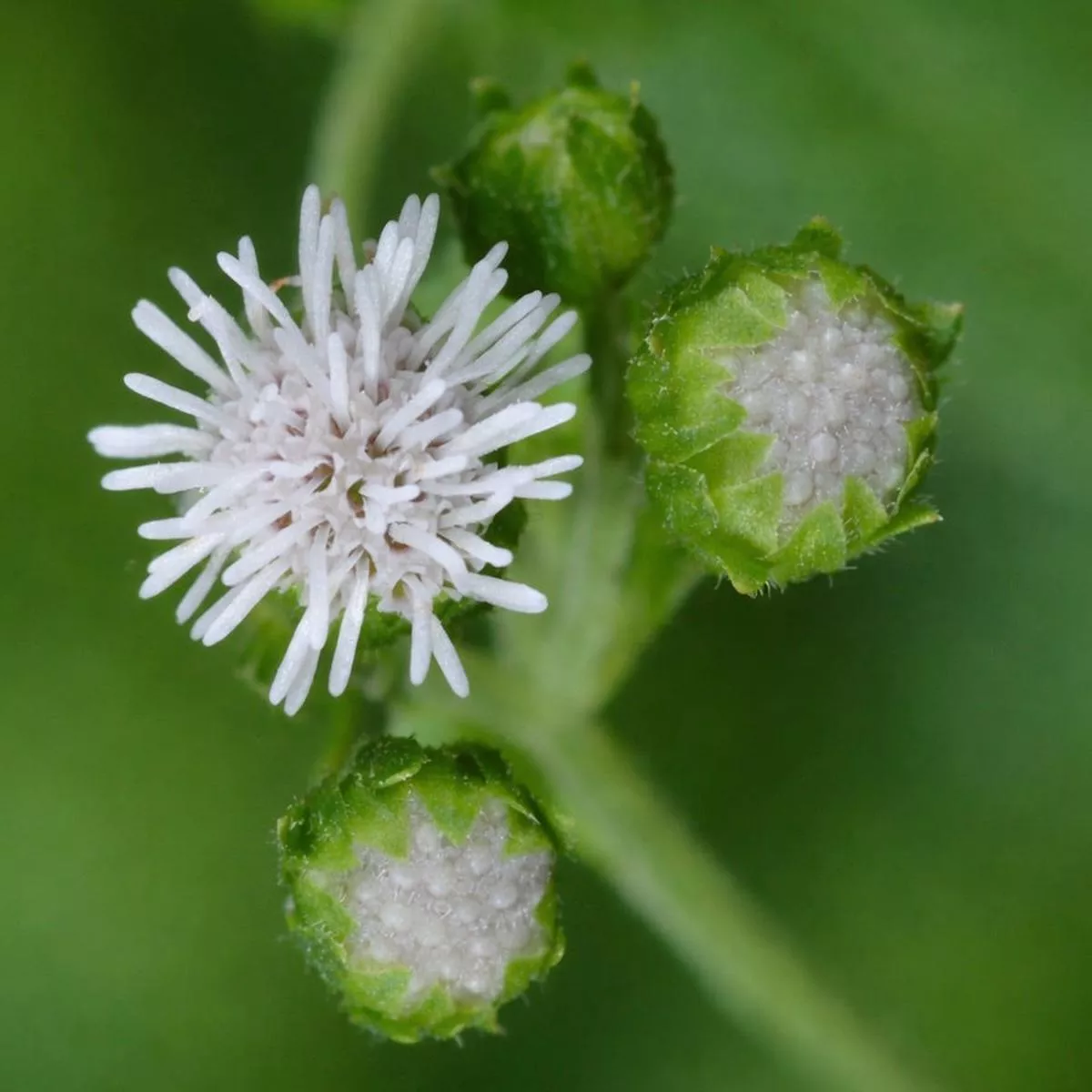 Adenostemma lavenia SEEDS