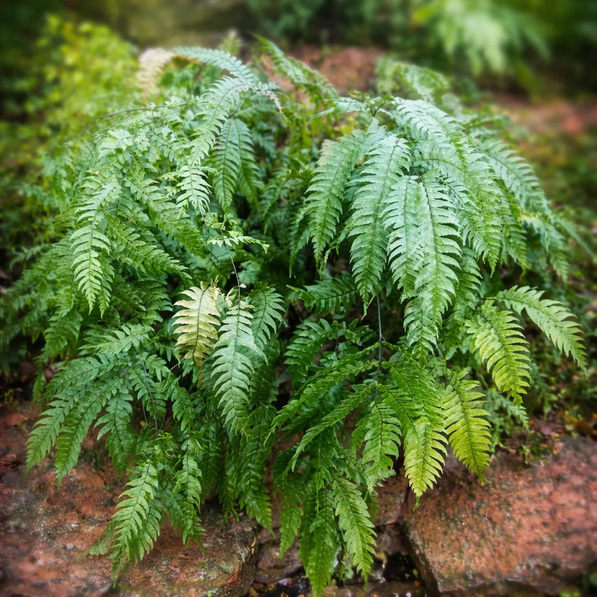 Adiantum tetraphyllum SEEDS