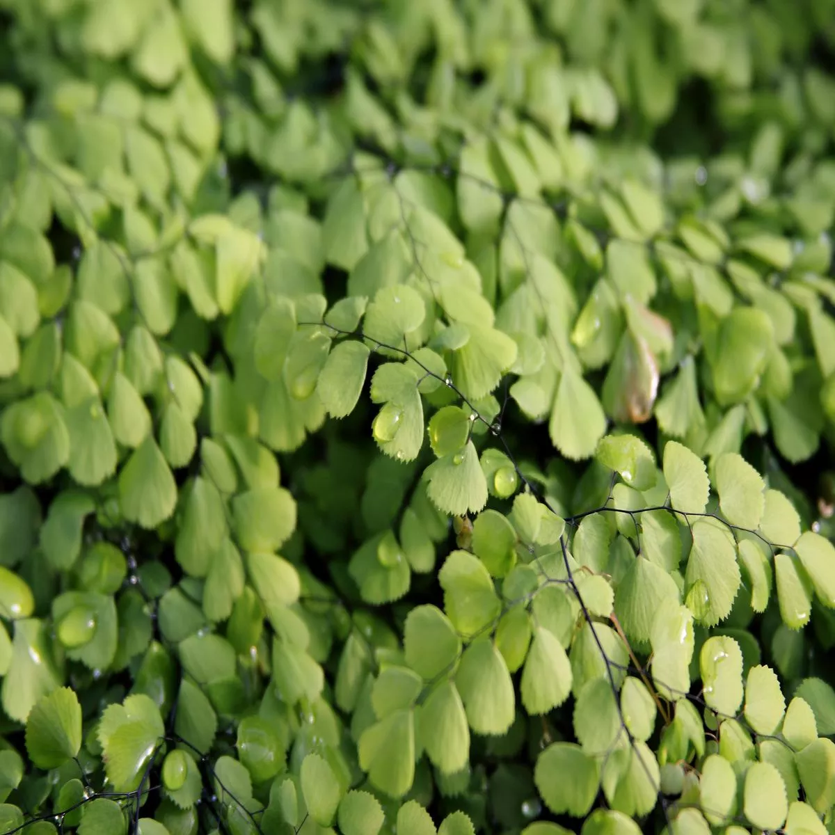 Adiantum venustum