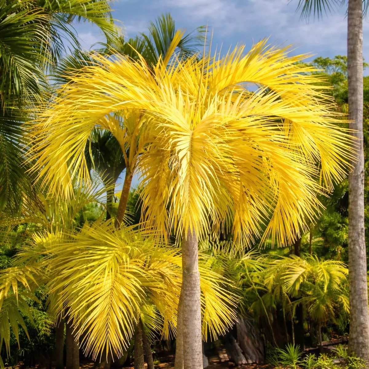 Adonidia merrillii’Golden ’