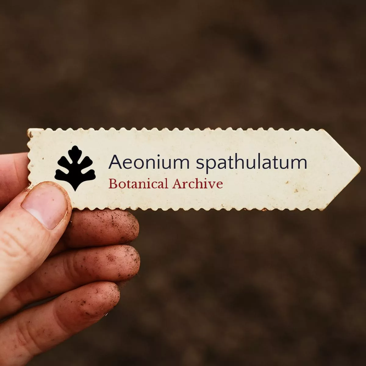 Aeonium spathulatum SEEDS
