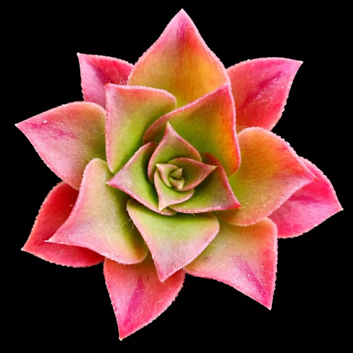 Aeonium webbii SEEDS
