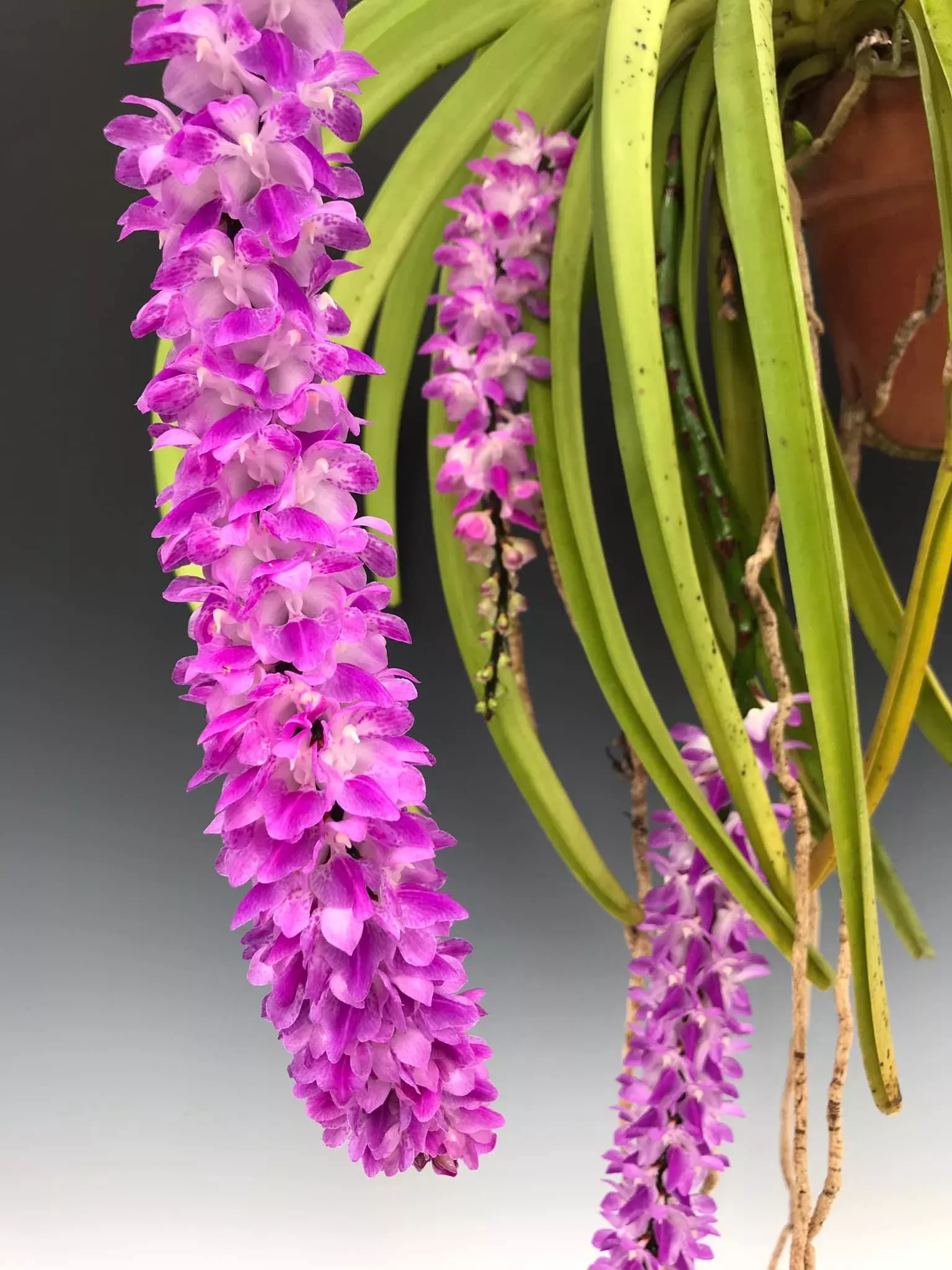 Aerides multiflora