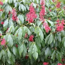 Aesculus pavia (Red Buckeye)