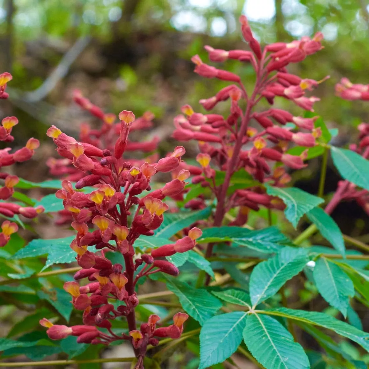 Aesculus pavia