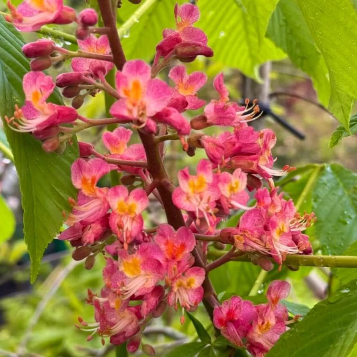 Aesculus wilsonii