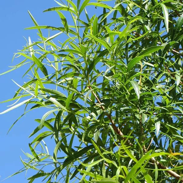 African Sumac – 15 Gallon ( 6 – 7 ft. )
