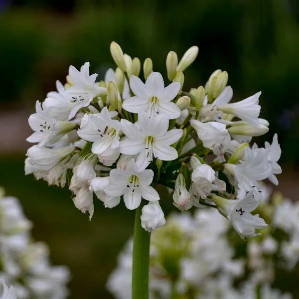 Agapanthus 'Galaxy White'