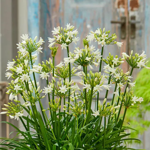 Agapanthus Summer Love™ White