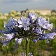 Agapanthus ‘Valencia’