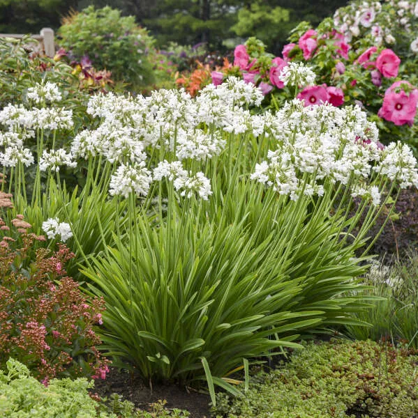 Agapanthus x ‘Galaxy White’