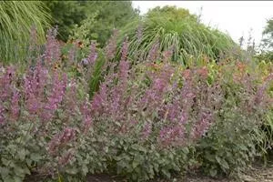 Agastache 'Bolero' (30)ct Flat