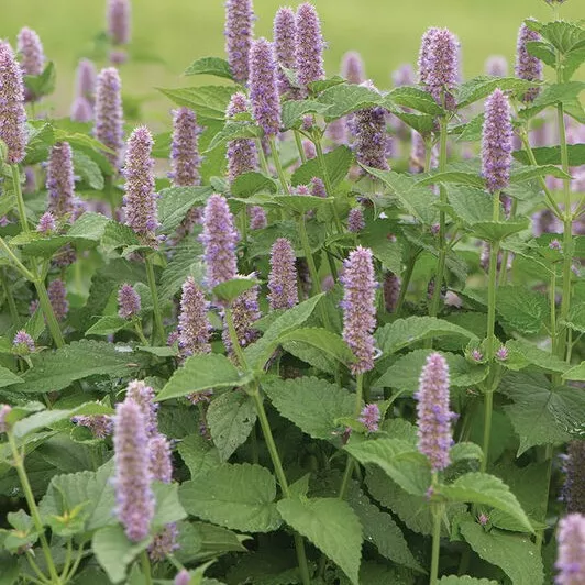 Agastache foeniculum (Anise Hyssop)