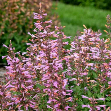 Agastache 'Pinky Pie' (30)ct Flat