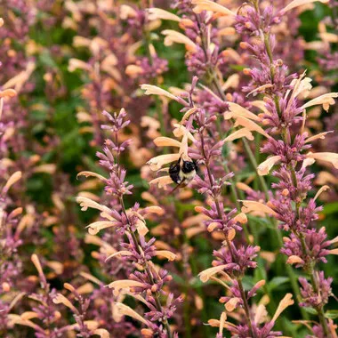 Agastache 'Queen Nectarine' PP34896 (30)ct Flat