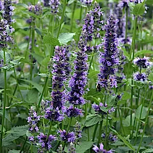 Agastache x ‘Black Adder’