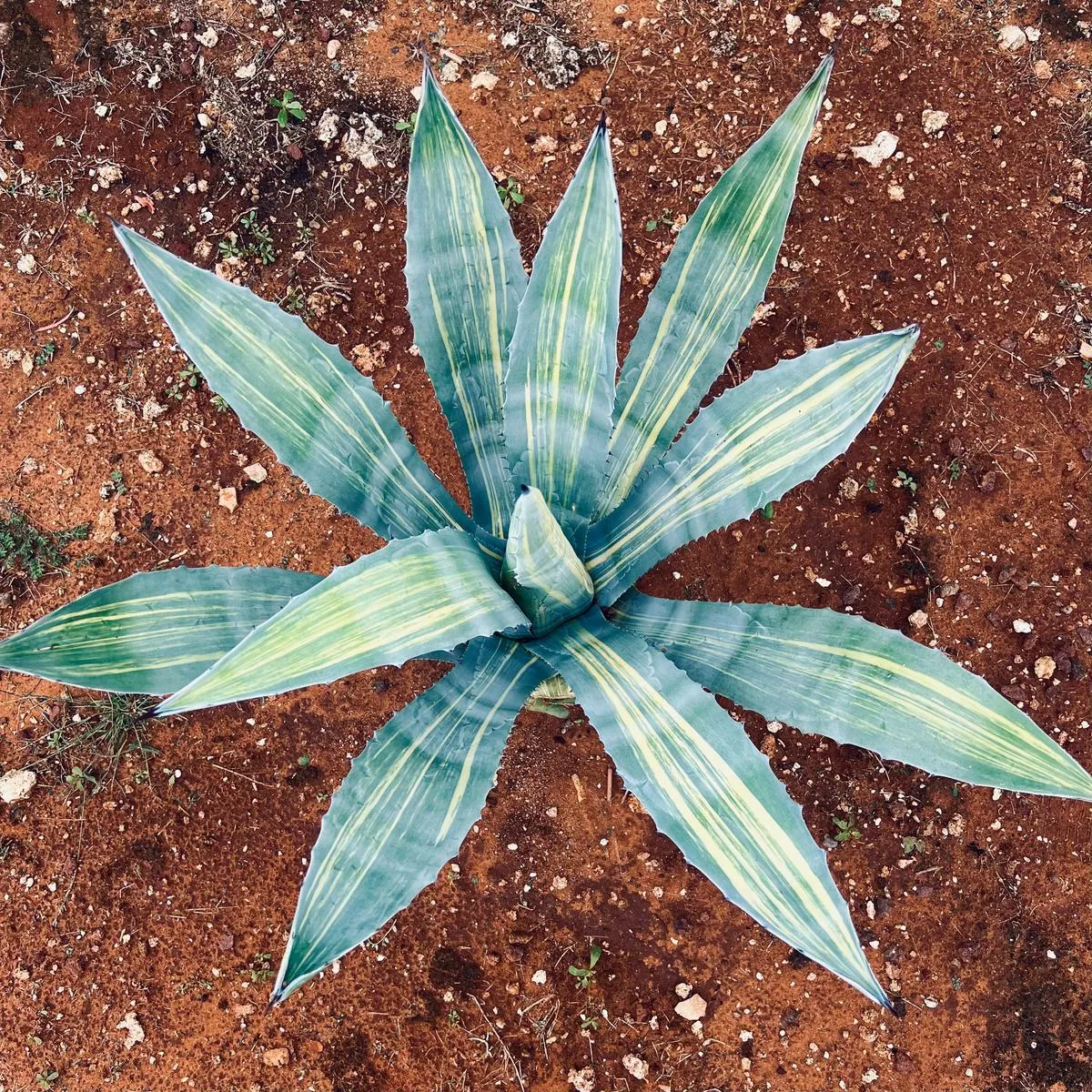 Agave americana STRIATA VARIEGATED