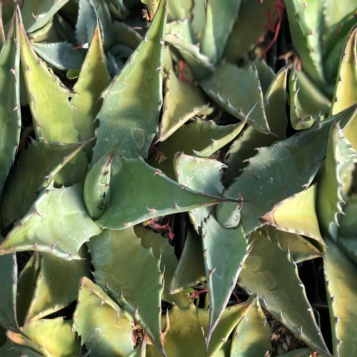 Agave gentryi’La Escondida ’