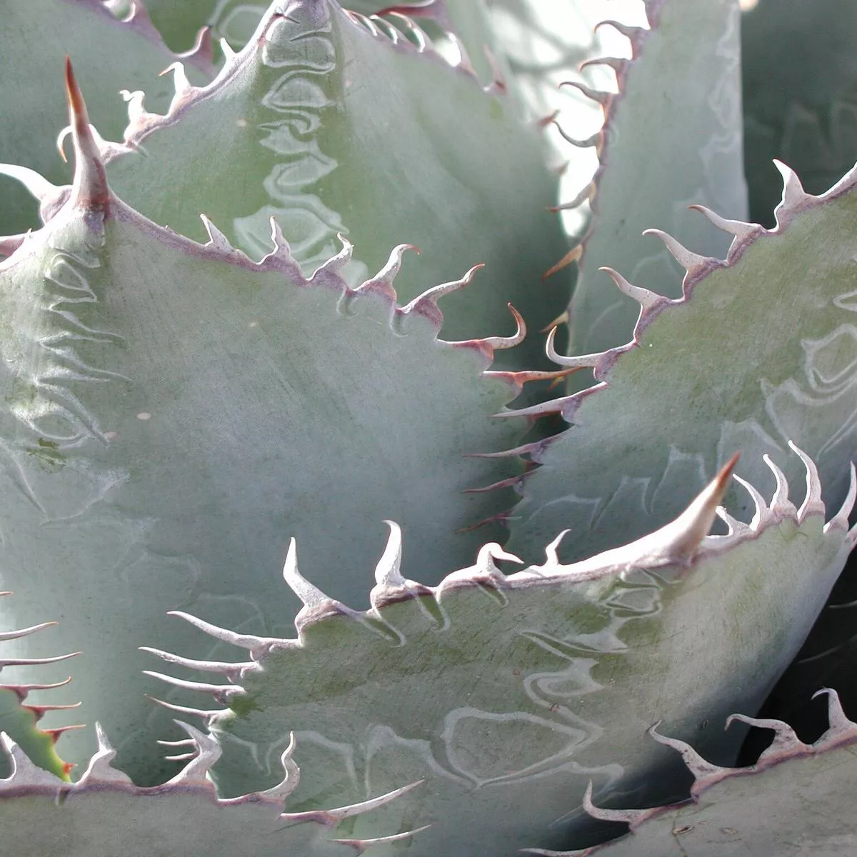 Agave parrasana