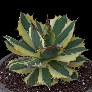Agave t. 'Snaggle Tooth' (72)ct Flat