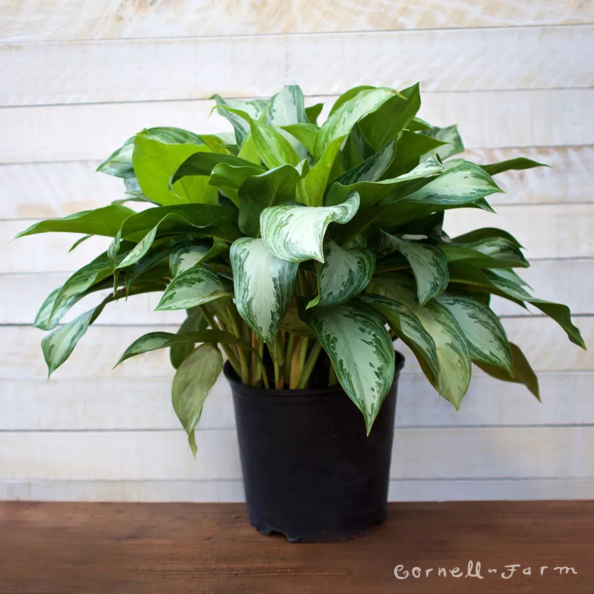 Aglaonema 10in Silver Bay
