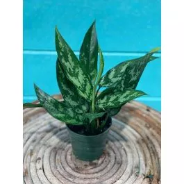 Aglaonema 4" (Green Variety)