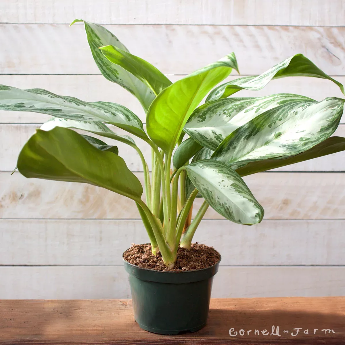 Aglaonema 6in Silver Bay