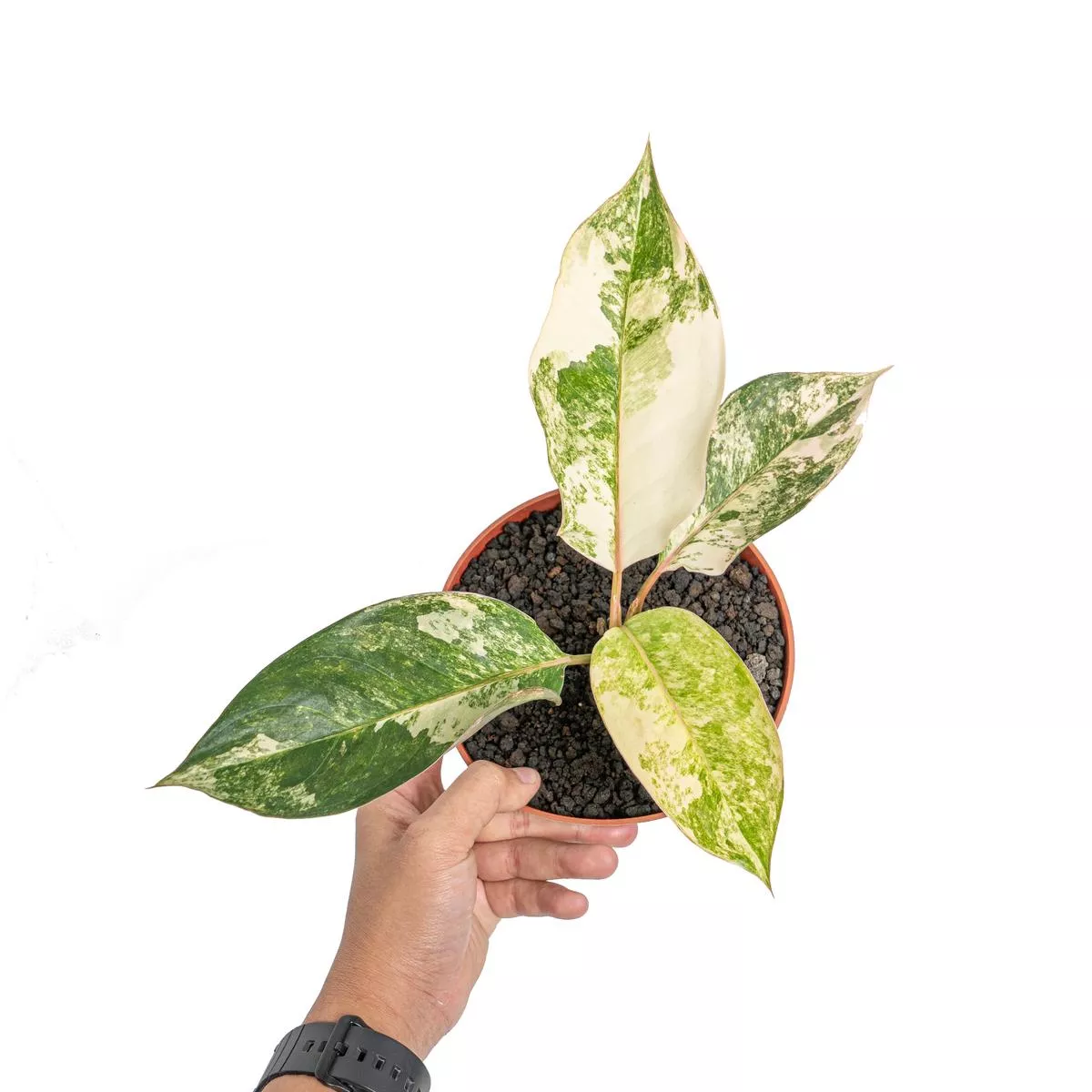 Aglaonema siam jade variegated