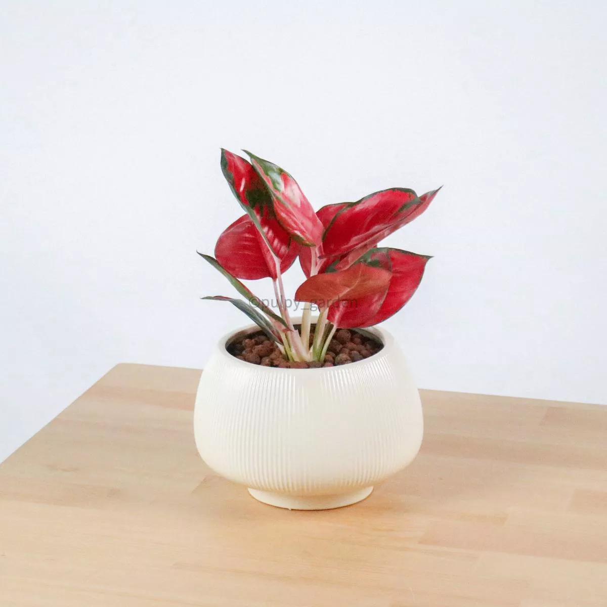 Aglaonema’Super Red ’ in Beige Potts