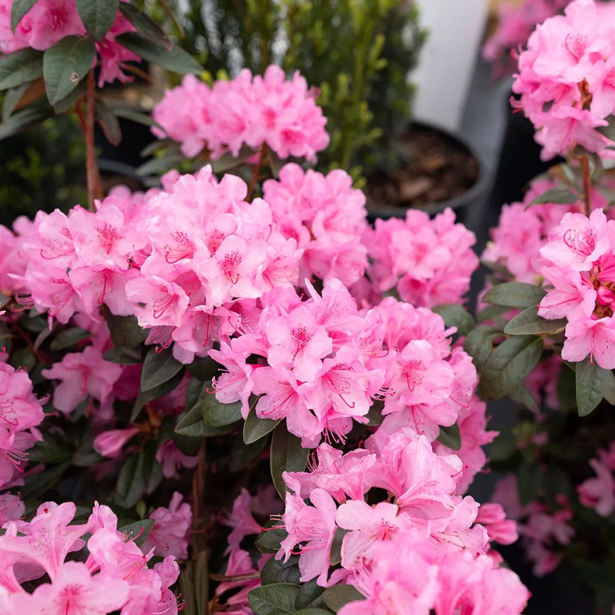 Aglo Rhododendron