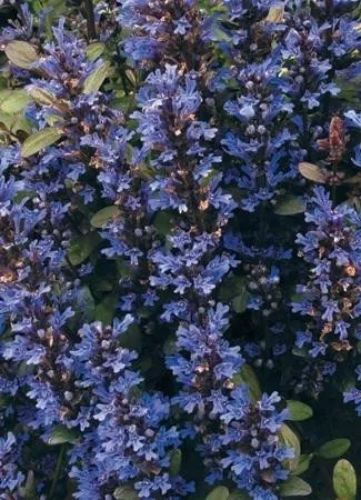 Ajuga 'Chocolate Chip' (18)ct Flat
