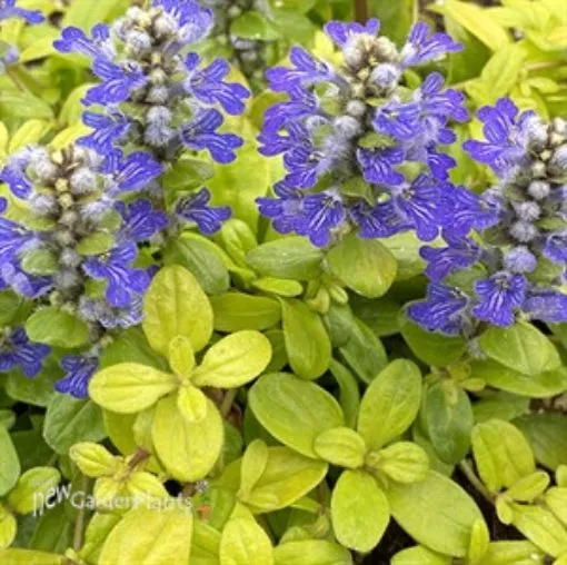 Ajuga 'Cordial Canary' Bugleweed - One Quart Pot