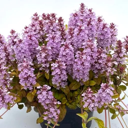 Ajuga 'Pink Pelican' Bugleweed - One Quart Pot