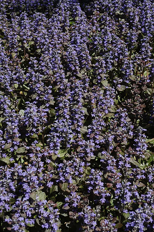 Ajuga pyramidalis ‘Metallica Crispa’