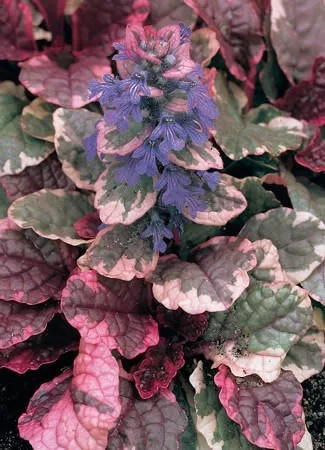 Ajuga r. 'Burgundy Glow' (30)ct Flat