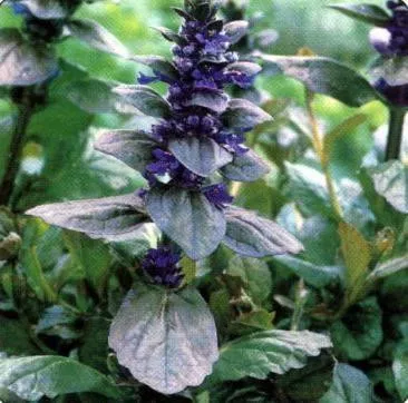 Ajuga r. 'Catlins Giant' (18)ct Flat