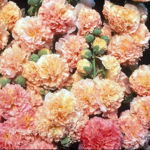 Alcea 'Peaches & Dream' Hollyhock - One Quart Pot