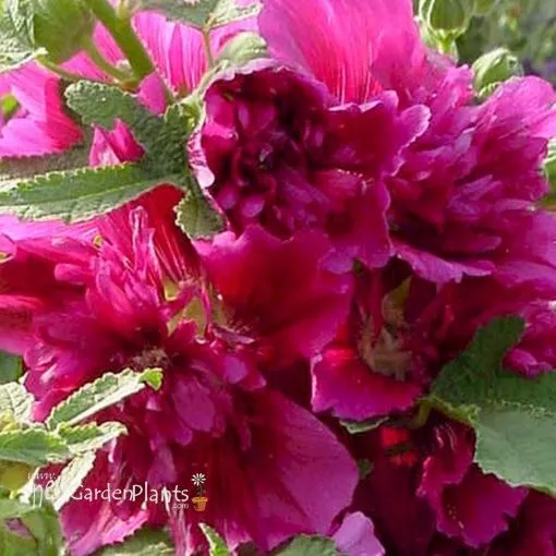 Alcea 'Queeny Purple' Hollyhock - One Quart Pot