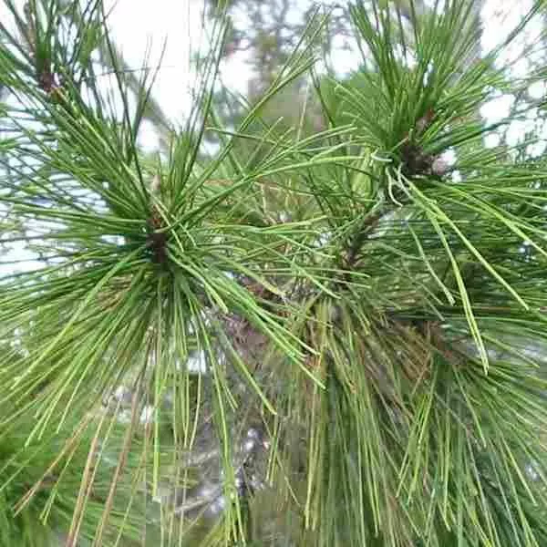 Aleppo Pine – 1 Gallon