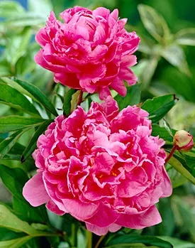 Alexander Fleming Peony