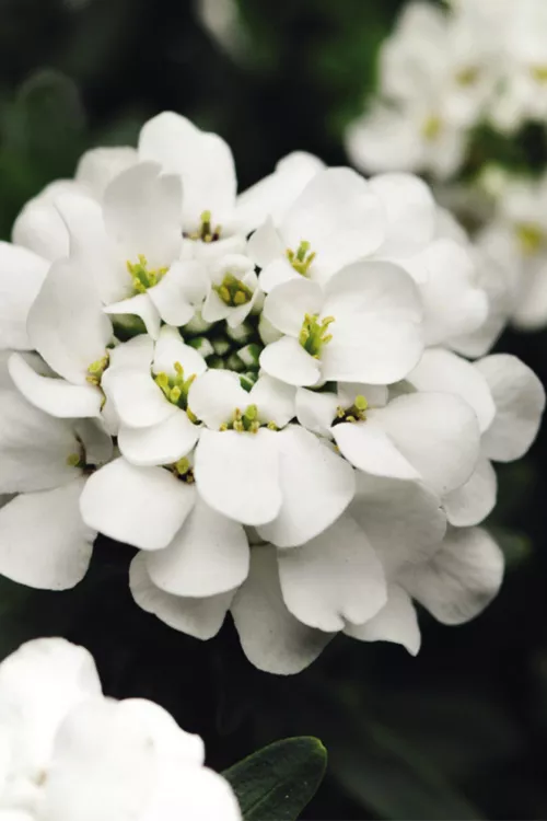 Alexander's White Candy Tuft (Iberis) - 1 Gallon Pot